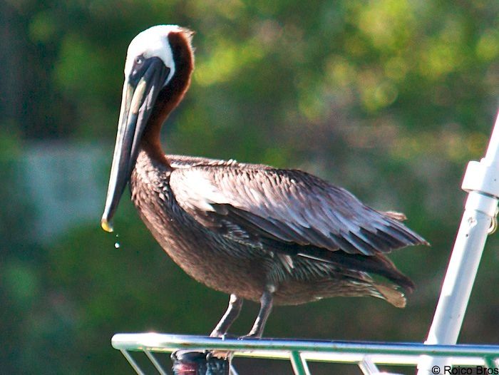 Pélican brun lissant son plumage