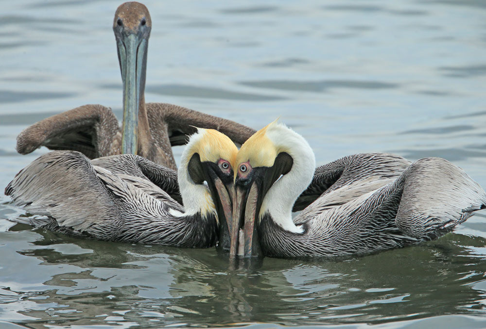 Deux pélicans bruns côte à côte sur l'eau