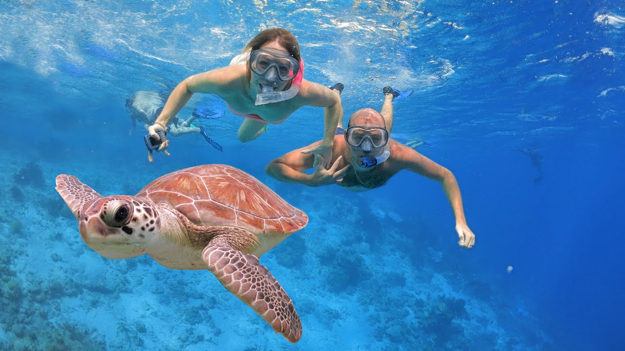 Tortue de mer nageant au-dessus du récif, accompagnée de plongeurs en apnée