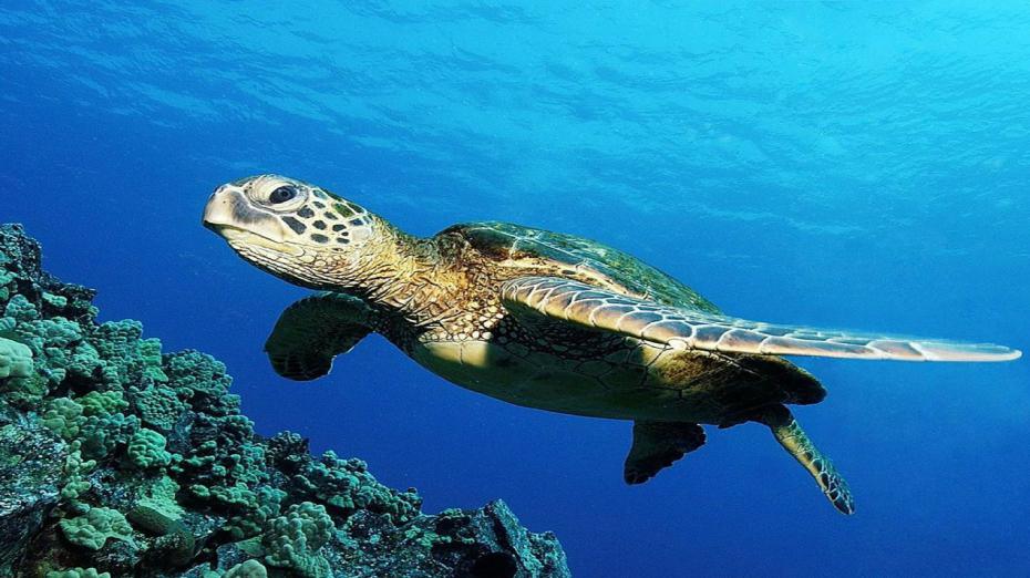 Tortues de mer