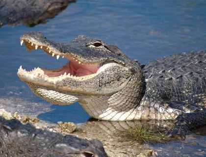 Alligator dans les Everglades