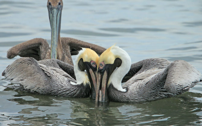 Pélicans bruns sur l'eau